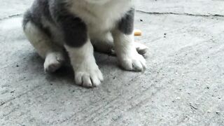 Cute Puppy 7