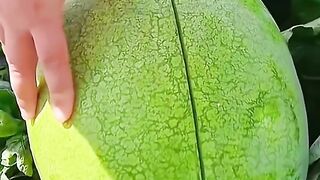 Fruit fun 4