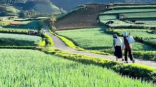 Magelang vegetable country