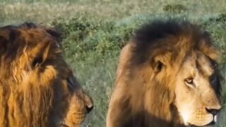 2 frand in lion king