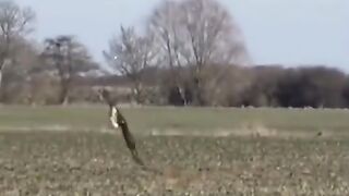 Eagle Attack ????#febspot #funny 2