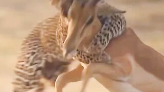 Tiger Attack on the deer????#vairal #febspot
