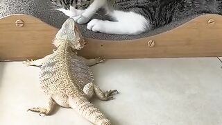 Cat play with lazerd????#febspot
