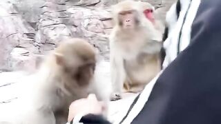 Funny video. Funny moneky