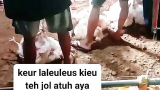ayam broiler || kata kata lucu 267