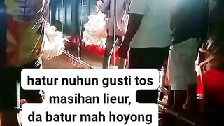 ayam broiler || kata kata lucu 270