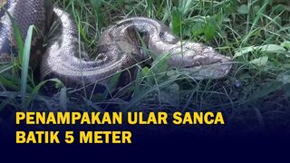 BIG SNAKE IN HOME