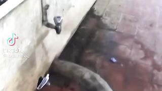 Funny videos funny videos funny and the