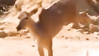 Rusa lolos dari pemangsa anjing afrika dan buaya