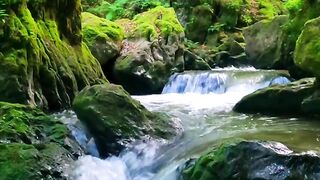 NATURE 3215