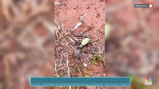Giant venemous flying spider is spreading across the East Coast