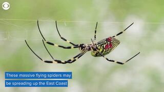 "Creepy crawly" giant flying Joro spiders are spreading to the Northeast U.S., experts say