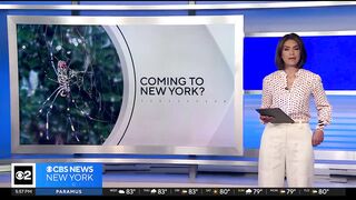 The Joro spider may be headed to NYC. Here's how New Yorkers are reacting.
