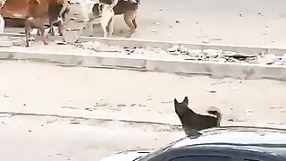 Rare that throwing rocks at dogs is the kinda nice thing to do.