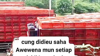 ayam broiler || kata kata lucu 275