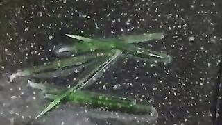 South Korea urges people not to eat fried toothpicks