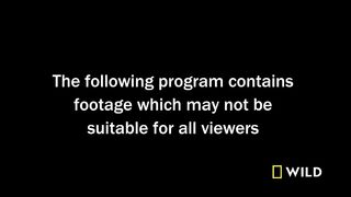 animal video#khan 6