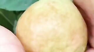 Fruit fun 6