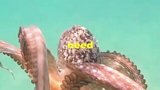 8 Crazy Octopus Facts That Will Blow Your Mind!