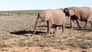 "Discover the Wonderful Savanna: A Journey into the Heart of Nature"