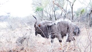 "Exploring the Enchanting Savanna: Nature's Hidden Gem"