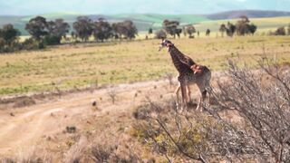 "The Marvelous Savanna: A Wildlife Adventure"