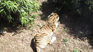 "Journey Through the Magical Savanna: Nature’s Wonders"