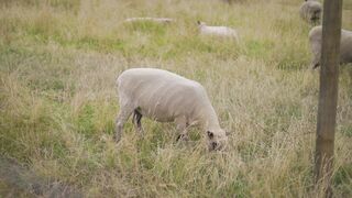 "Savanna Wonders: An Epic Nature Expedition"