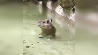 Cute Baby Animals Videos Compilation | Funny and Cute Moment of the Animals #11