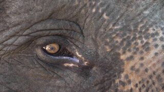 "The Enchanted Savanna: A Nature Odyssey"