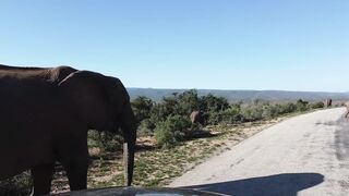 "Wild Horizons: The Majestic Savanna Adventure"