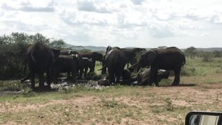 "Into the Heart of the Savanna: A Wildlife Safari"