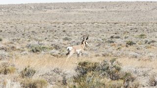 "Nature’s Symphony: The Marvels of the Savanna"