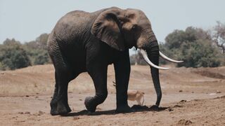 "Savanna Tales: A Story of Wild Beauty"
