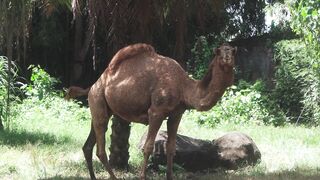 "Journey Through the Golden Plains: The Savanna’s Wonders"