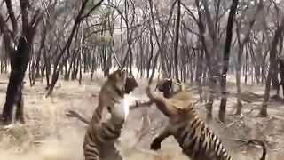 Tiger king fighting