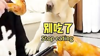 Mon chien est tres intelligent