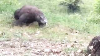 Wildlife animals ????#febspot #Trending️