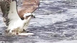Eagle Attack on the fish????#shorts #febspot