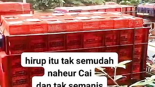 ayam broiler || kata kata lucu 285