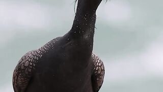 Black duck????#febspot #Trending️