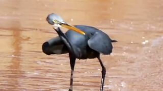 Birds life????#febspot