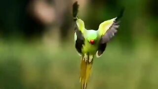 Green parrot ????#febspot #Trending️