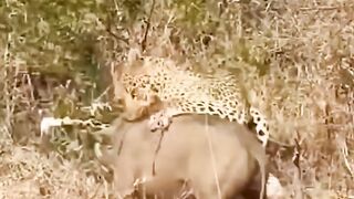 Tiger attack on the pig????#febspot #Trending️