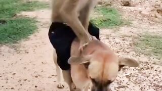 Dog with the funny Monkey ????#febspot #Trending️