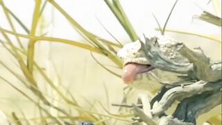 Wildlife animals attack ????#febspot #funny