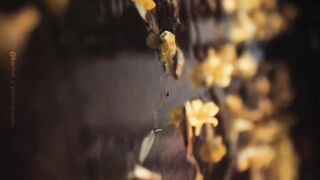 #RainDrops #Leafs #Barish #Monsoon #RainyDay #Reels