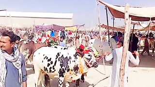 Great animals in daur
