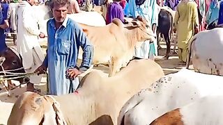 The heart of sindh daur city