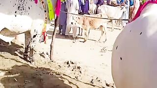 Beautiful animals in the world